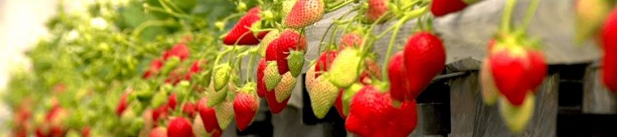 筑紫野市の様子